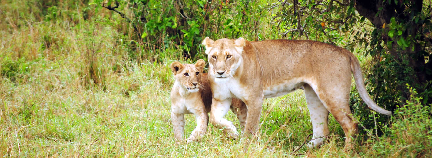 lions cub and mother uganda safaris